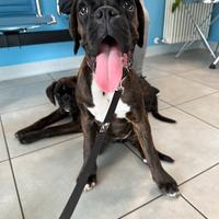 Cuccioli Boxer