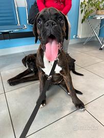 Cuccioli Boxer