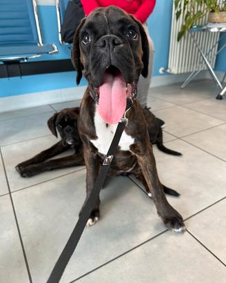 Cuccioli Boxer
