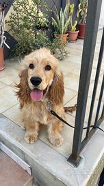 Cocker spaniel femmina