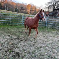 Puledra qh