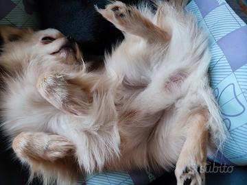 Pincher - chihuahua