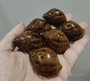 Achatina achatina