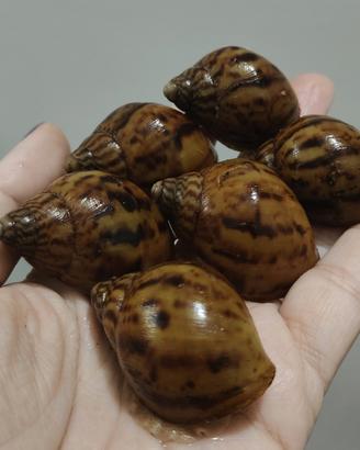 Achatina achatina