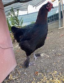 Gallina Marans