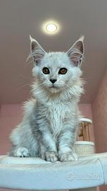 Maine coon linee estere NS11