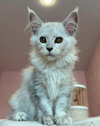 Maine coon linee estere NS11