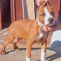 Cuccioli Amstaff