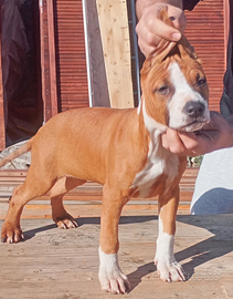 Cuccioli Amstaff