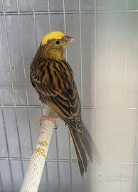 Uccelli