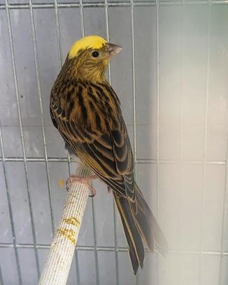 Uccelli