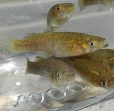 pesci laghetto acqua dolce