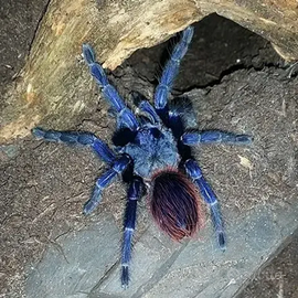 Ragno Orphnaecus Blue Quezone