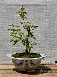 Bonsai di acero tridente