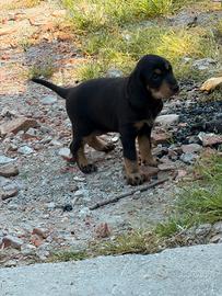 Cuccioli di segugio