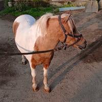 Miny Stalloncino Shetland