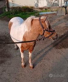 Miny Stalloncino Shetland