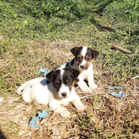 Cuccioli Jack russell