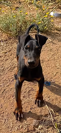 Doberman