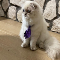 Scottish straight e fold