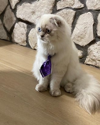 Scottish straight e fold