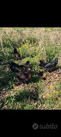 Galline pulcini