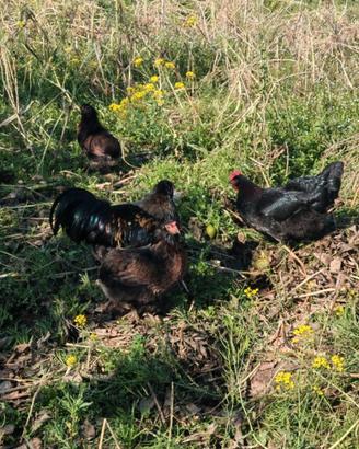 Galline pulcini