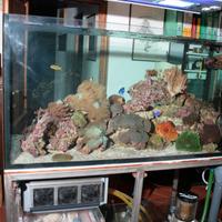 acquario