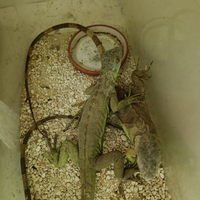 Rettili pogona iguana