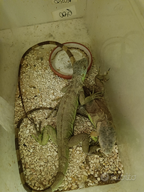 Rettili pogona iguana