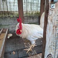 Gallo Livornese maschio
