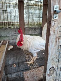 Gallo Livornese maschio