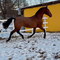 Cavalla spagnola p.r.e