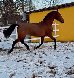 Cavalla spagnola p.r.e