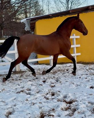 Cavalla spagnola p.r.e