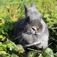 Coniglio nano femmina blu