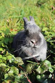 Coniglio nano femmina blu