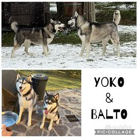 Cuccioli di SIBERIAN HUSKY