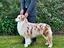 Immagine 3