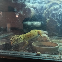 Geco leopardiano carrot tail + teca automatizzata