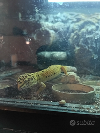Geco leopardiano carrot tail + teca automatizzata