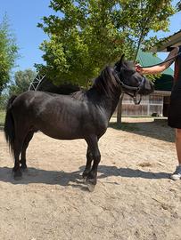Pony morello