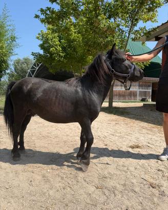 Pony morello