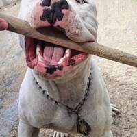 American Staffordshire Terrier