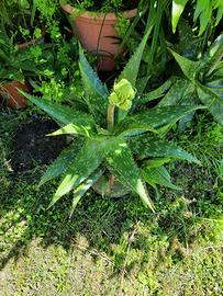 piante di Aloe 