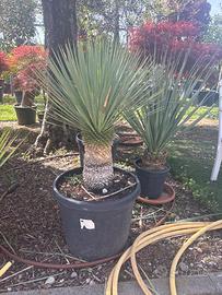 Yucca rostrata