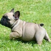 Cuccioli bulldog francese-Allevamento certificato