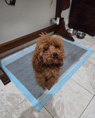  Cuccioli barboncino 