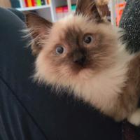 Gatto Ragdol senza pedigree