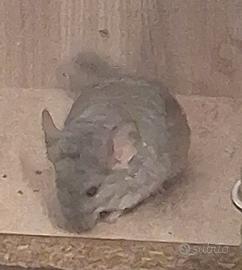 Cucciola femmina cincillà